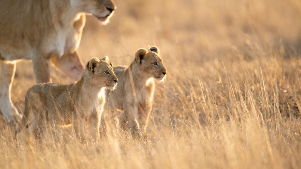 lions cubs picture