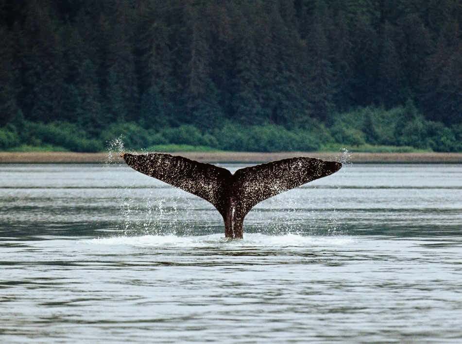 Whale watching the Pacific